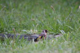 Image of Carduelis carduelis parva Tschusi 1901