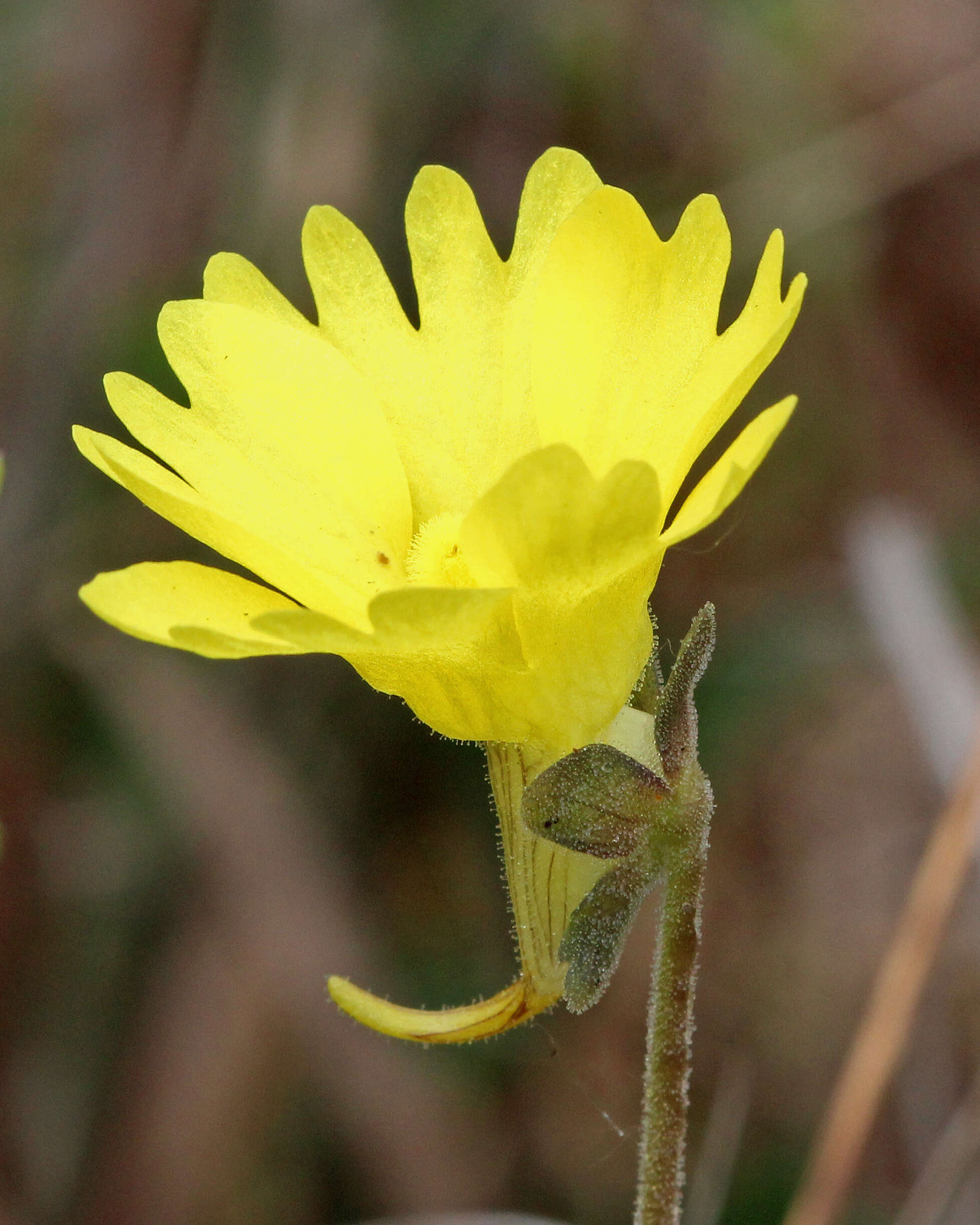 Image of yellow butterwort