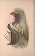 Image of Amaurornis Reichenbach 1853