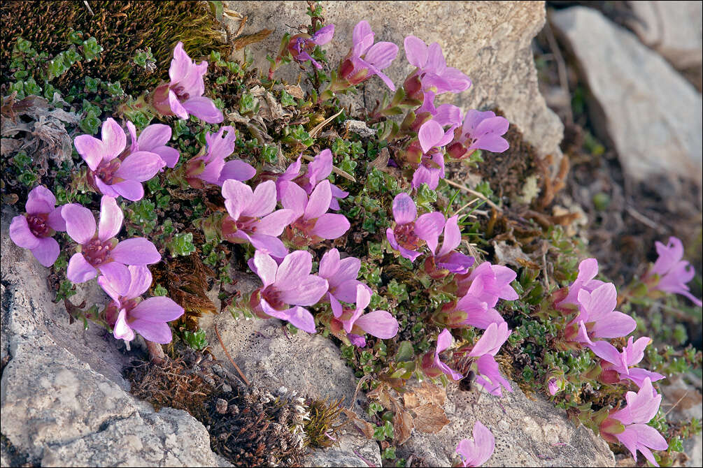 Image de Saxifraga oppositifolia subsp. oppositifolia