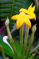 Image of Mussaenda pubescens Dryand.