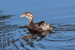 Image of Australasian Grebe