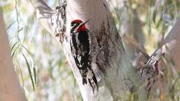 Image de Sphyrapicus Baird & SF 1858