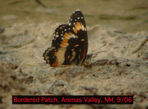 Image of Bordered Patch