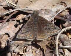 Image of Juvenal's Duskywing