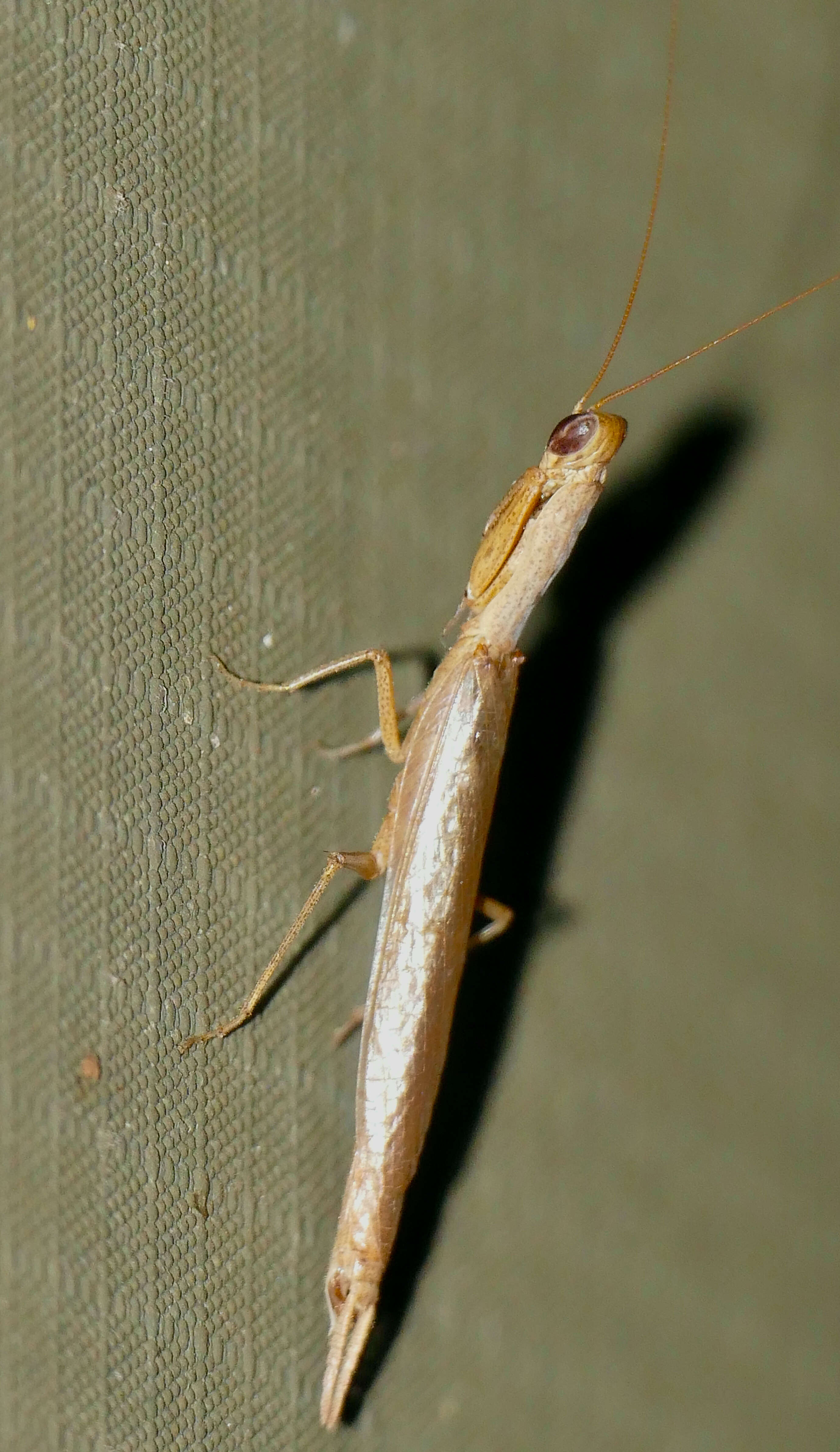 Image of tarachodid mantises