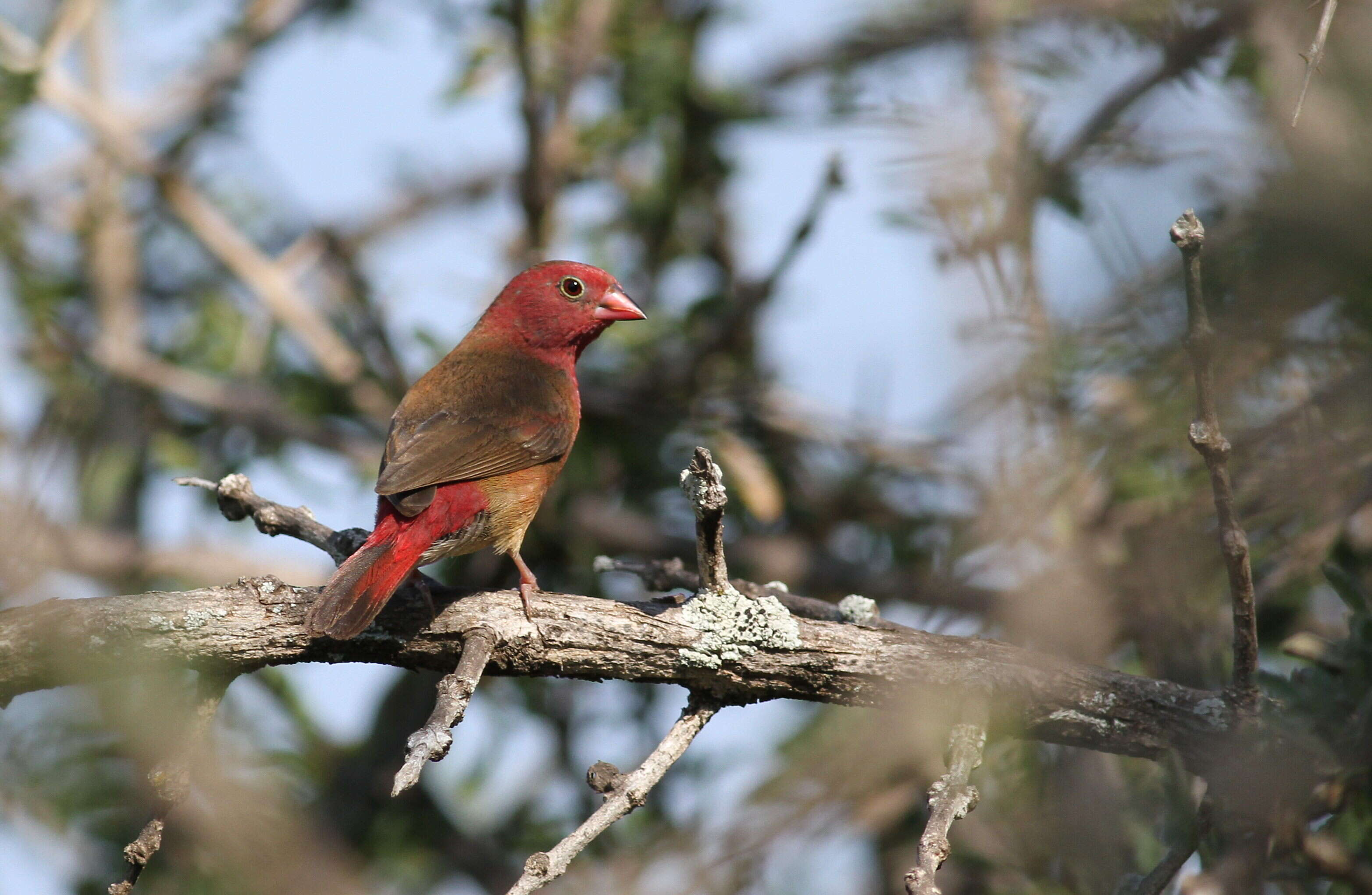 Image of Red-billed Firefinch