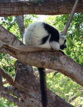 Image of Black-and-white Ruffed Lemur