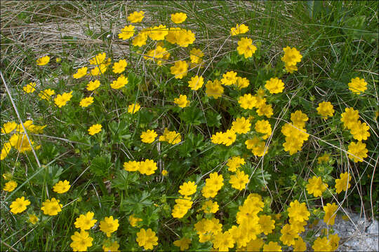 Image of Potentilla aurea L.