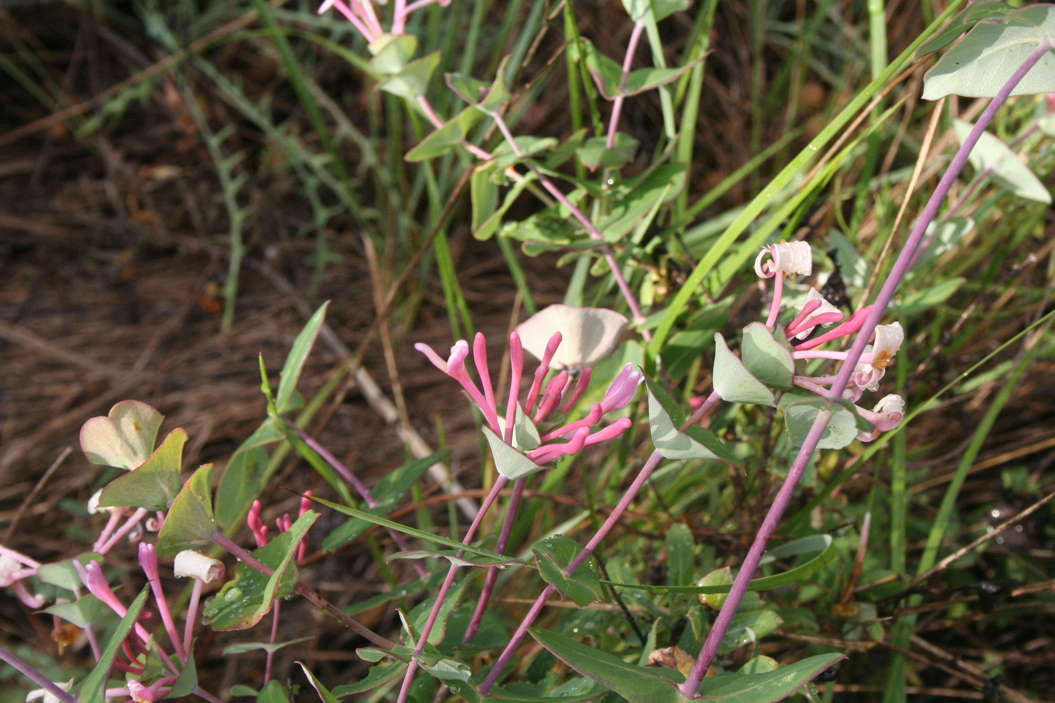 Image of Evergreen Honeysuckle