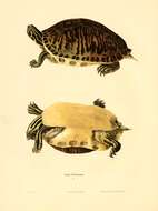 Image of Florida Cooter