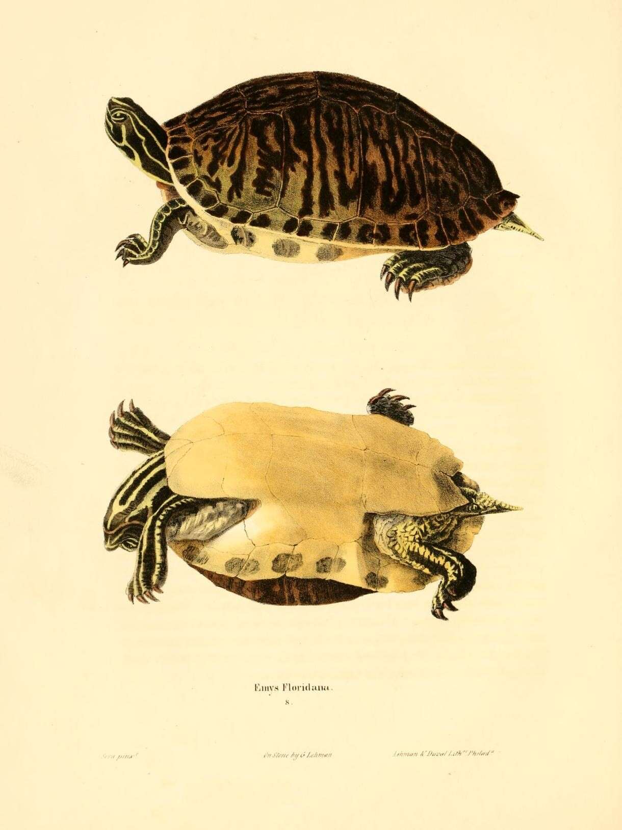 Imagem de Pseudemys concinna floridana (Le Conte 1830)