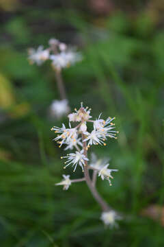 Image of Heartleaved foamflower