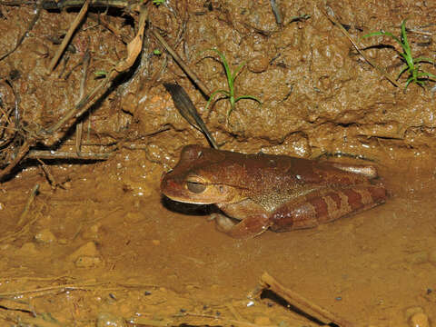 Image of Mexican Treefrogs