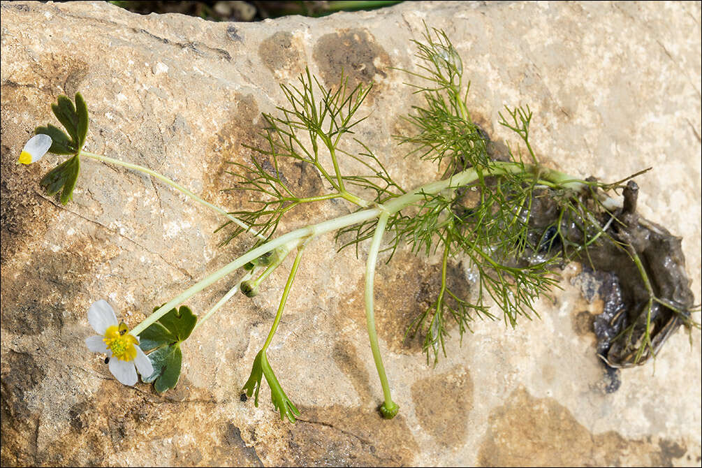 Image of Pond Water-crowfoot