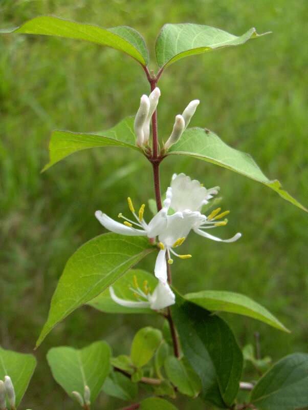 Image of honeysuckle