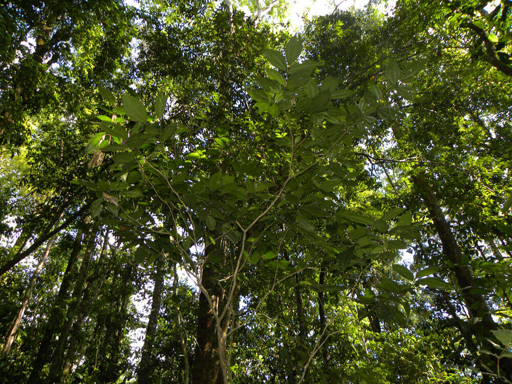 Image of Miconia gracilis Triana