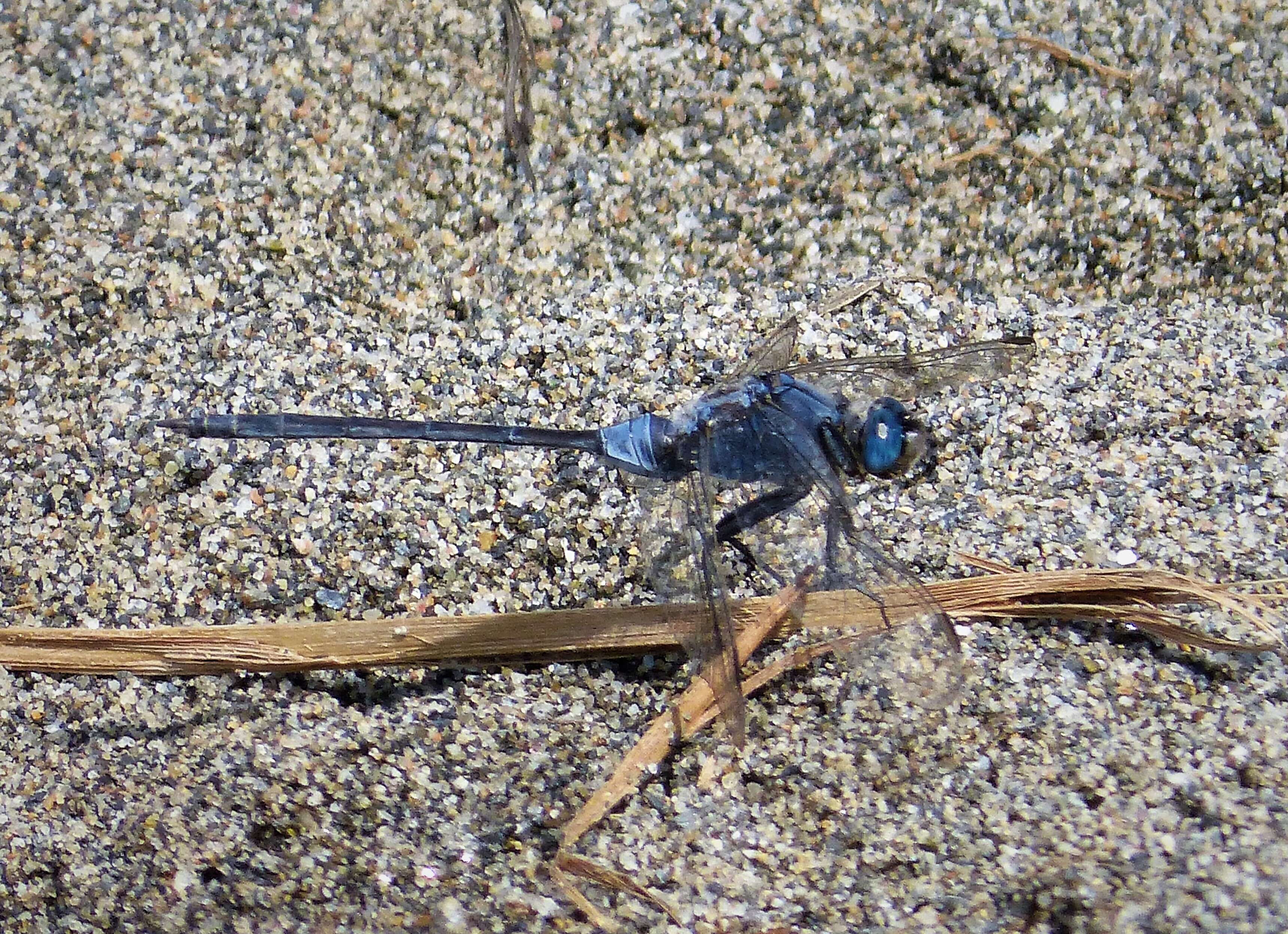 Image of Long Skimmer