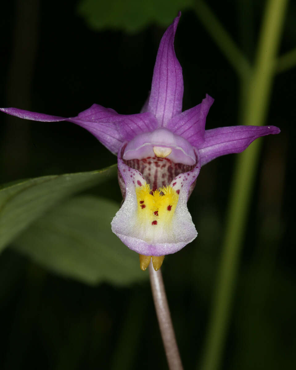 Image of Calypso bulbosa