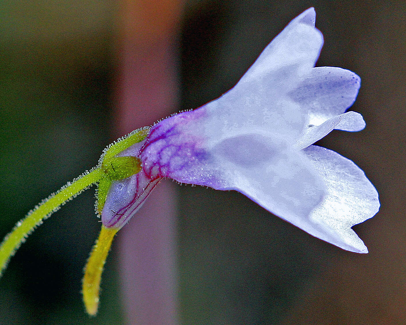 Image of small butterwort