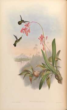 Image of Vervain Hummingbird