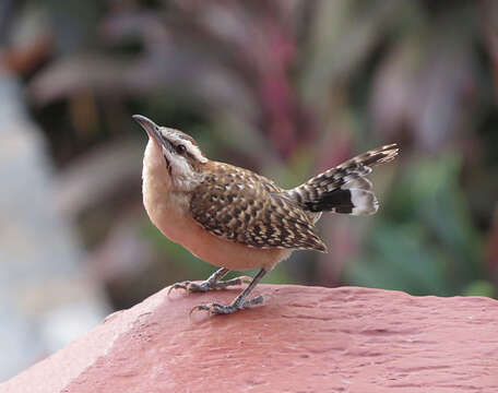 Image of Veracruz Wren