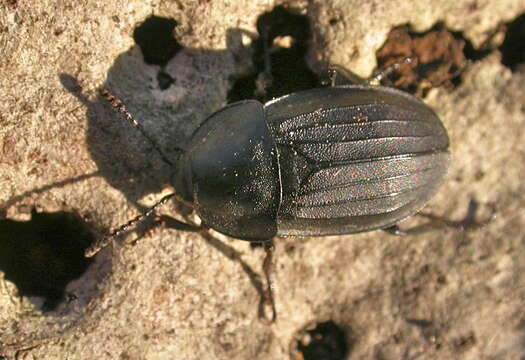 Image of Silpha (Silpha) tristis Illiger 1798