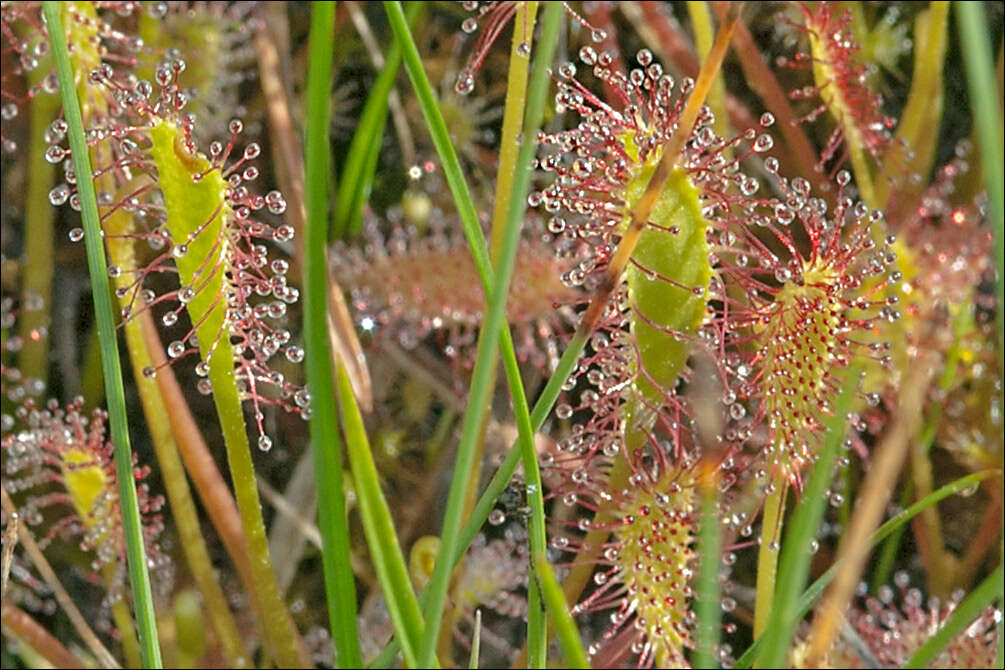 صورة Drosera anglica Huds.