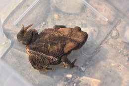 Image de Bufo Garsault 1764