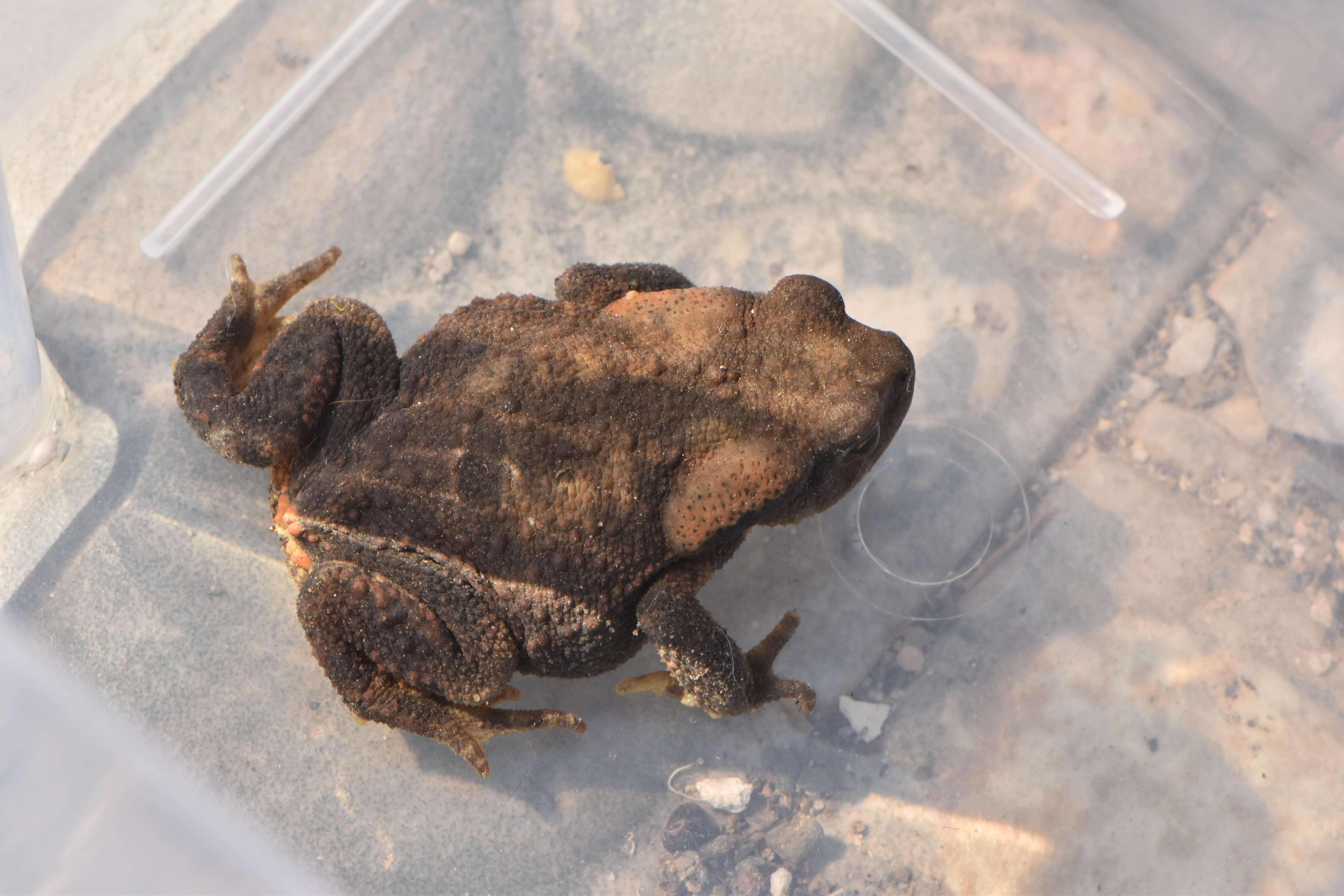 Image of Nile Valley Toad