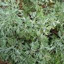 Image de Artemisia australis Less.