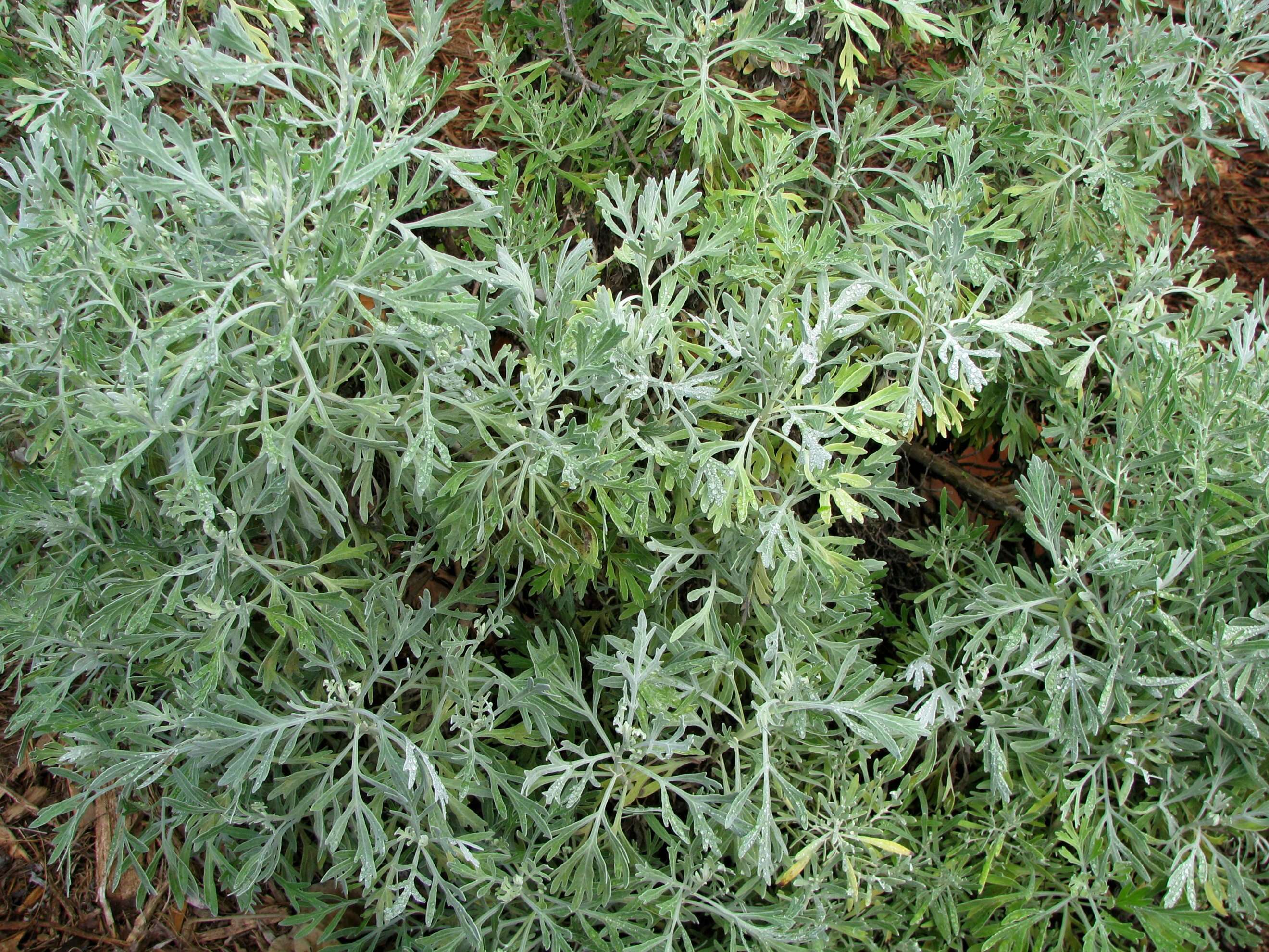 Слика од Artemisia australis Less.