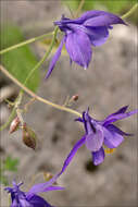 Image of Einsele's columbine