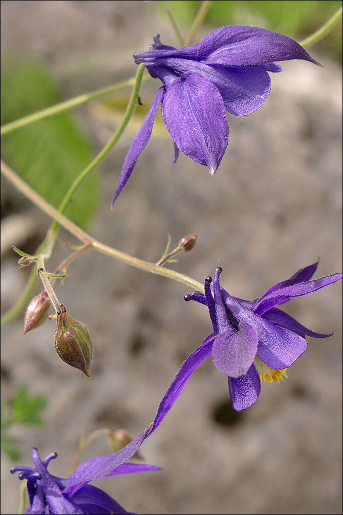 Image of Einsele's columbine