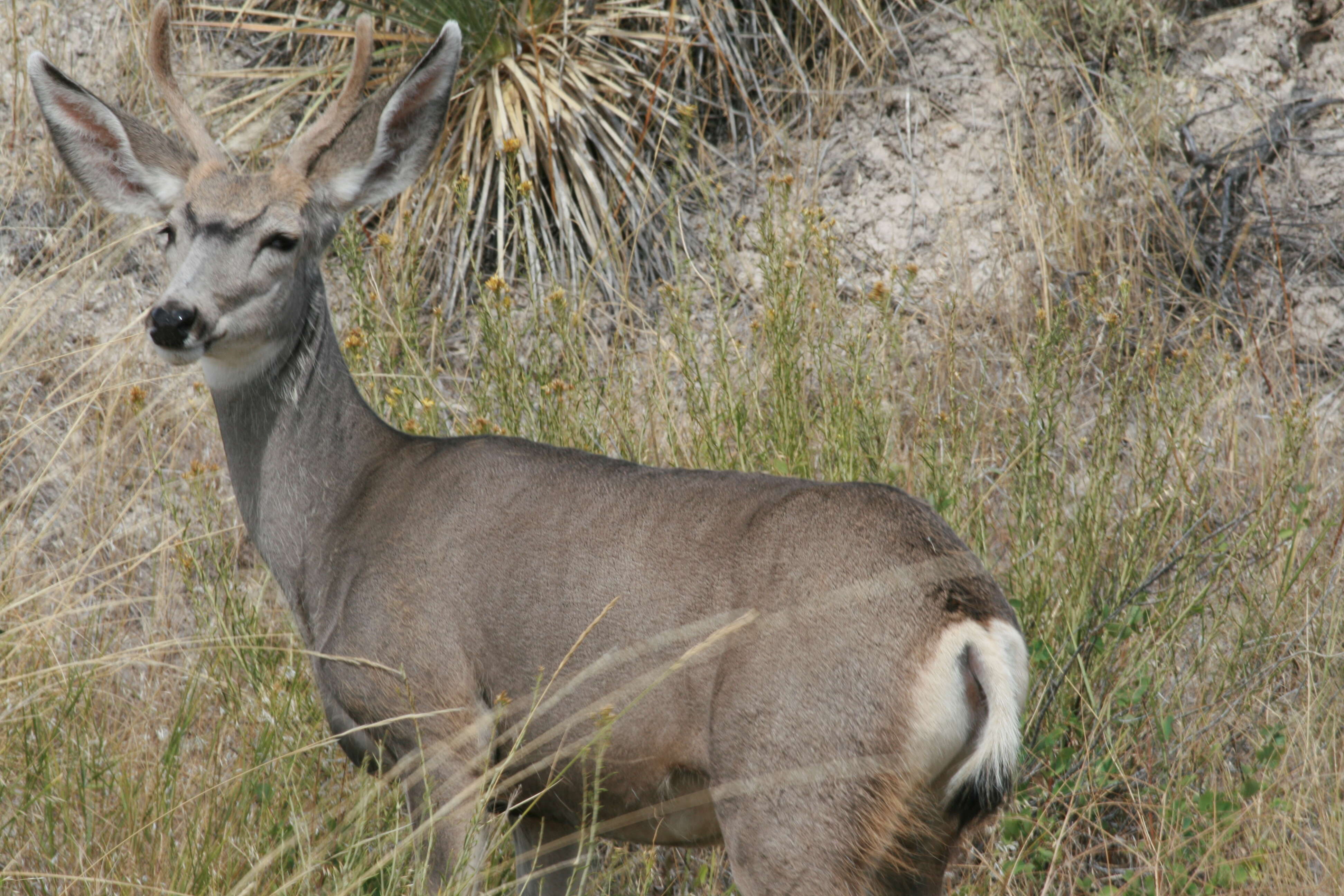 Image of mule deer and white-tailed deer