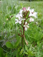 Image of bogbean