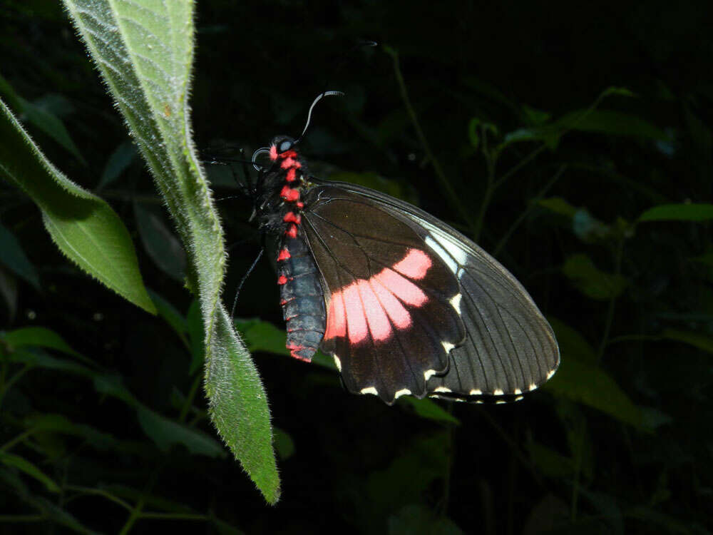 Image of Parides