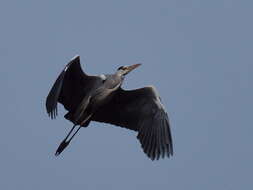 Image of Grey Heron