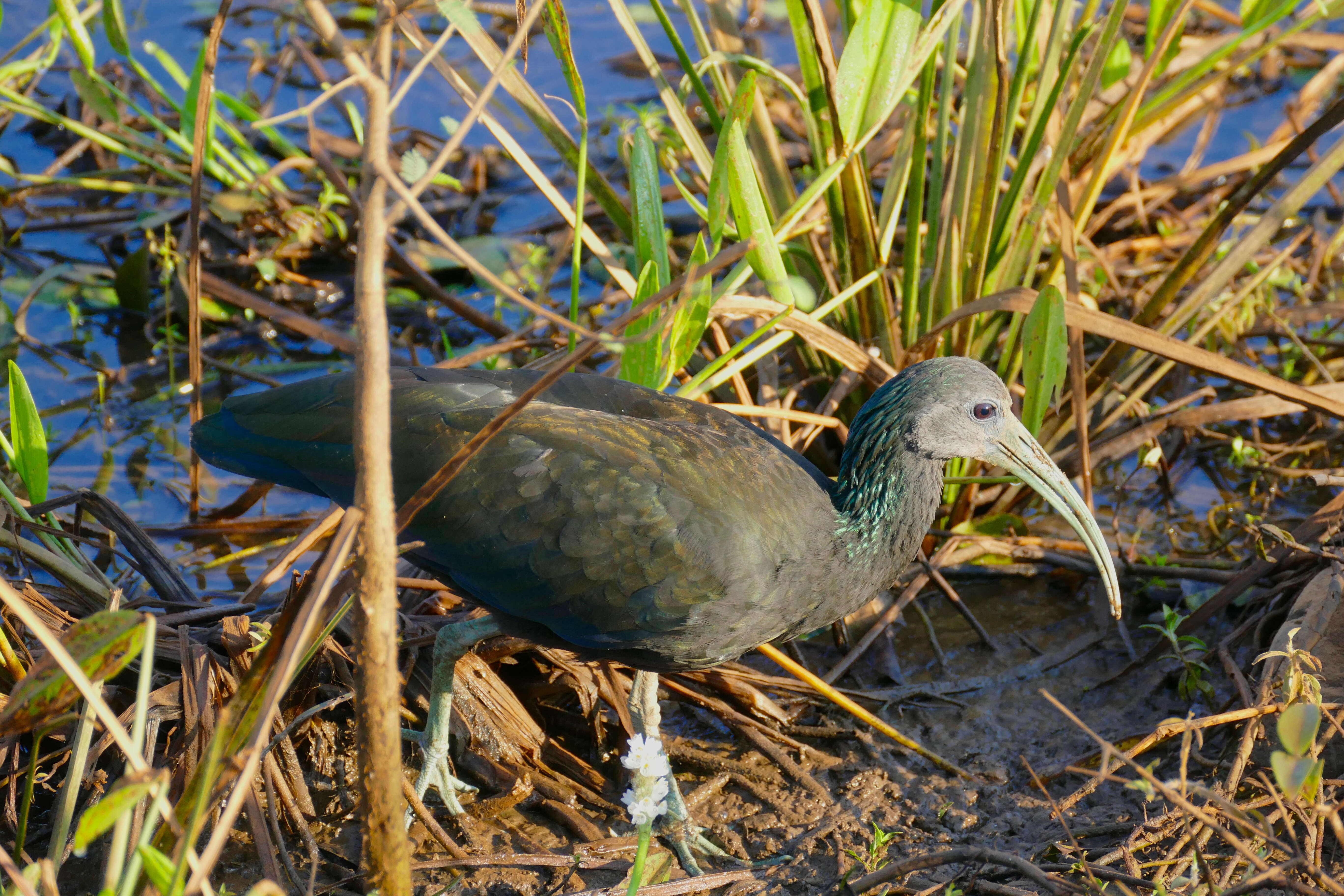 Image of Mesembrinibis Peters & JL 1930