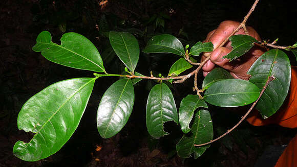 Image of Erythroxylum squamatum Sw.