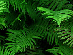 Image of ostrich fern