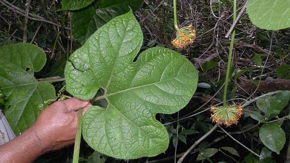 Image of Gurania subumbellata (Miq.) Cogn.