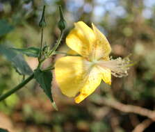 Imagem de Abutilon persicum (Burm. fil.) Merr.