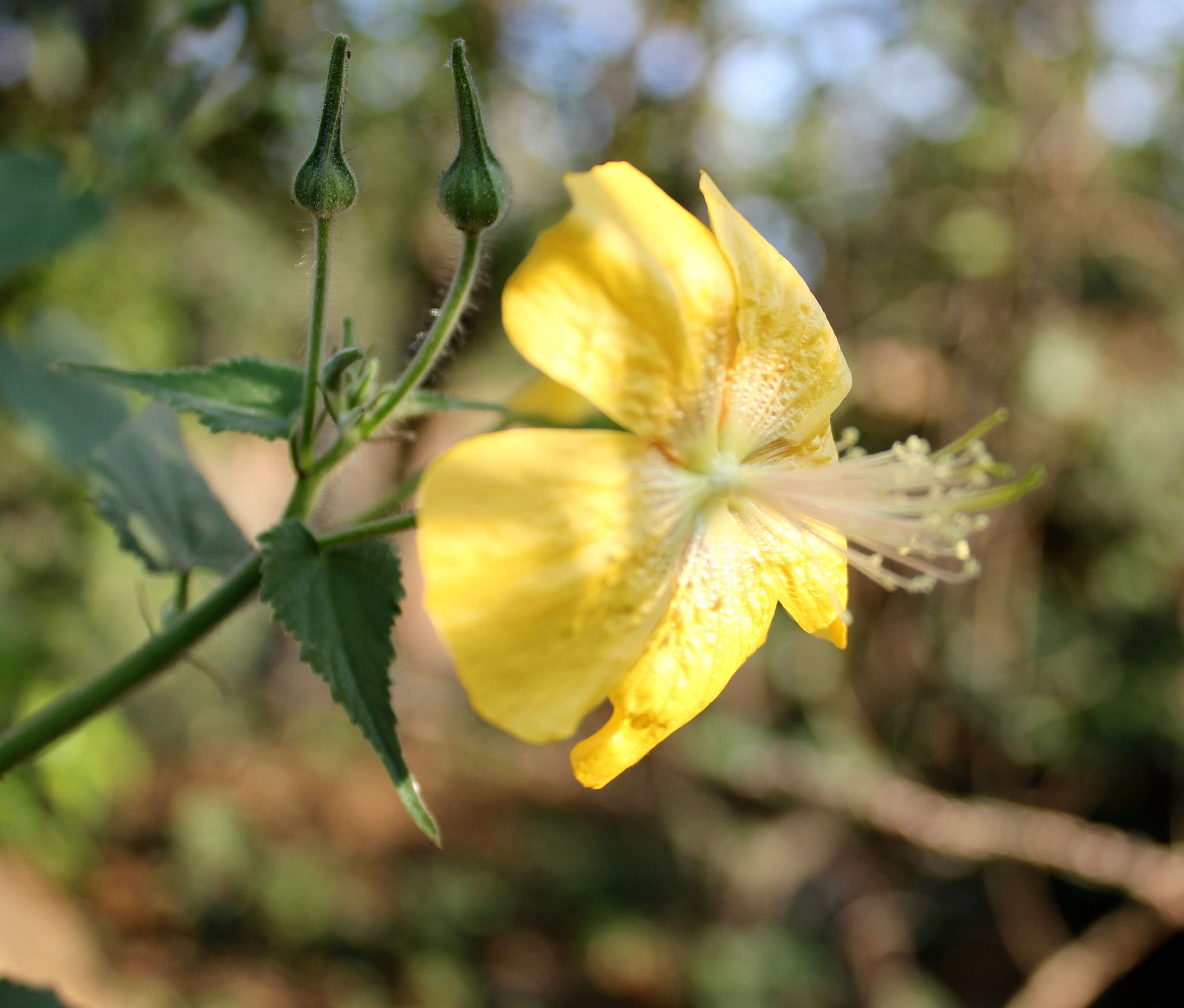 Image of Abutilon persicum (Burm. fil.) Merr.