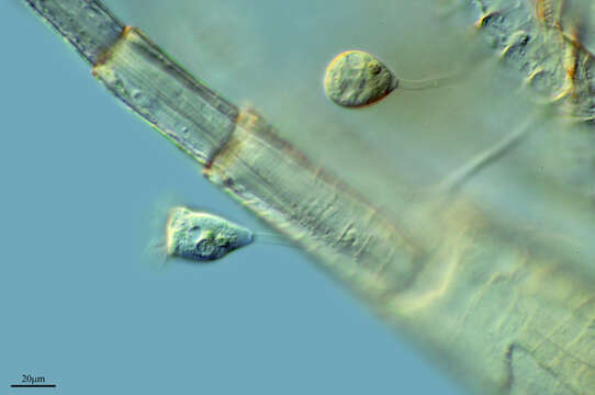 Image of Epistylidae