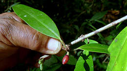 Image of Erythroxylum nobile O. E. Schulz