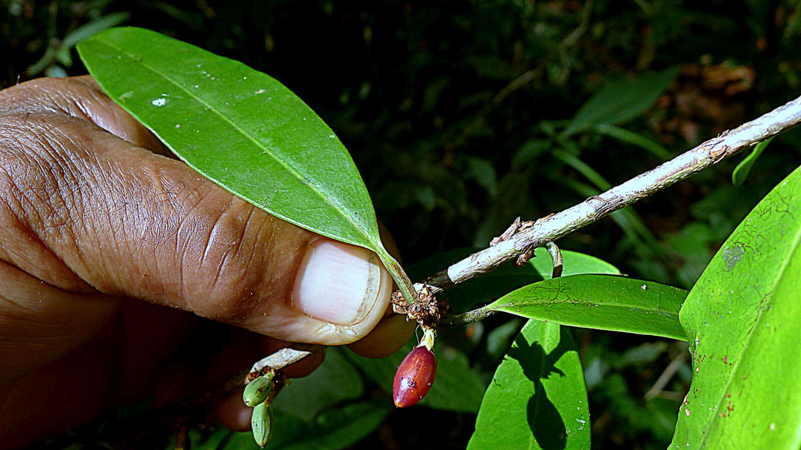 Image of Erythroxylum nobile O. E. Schulz