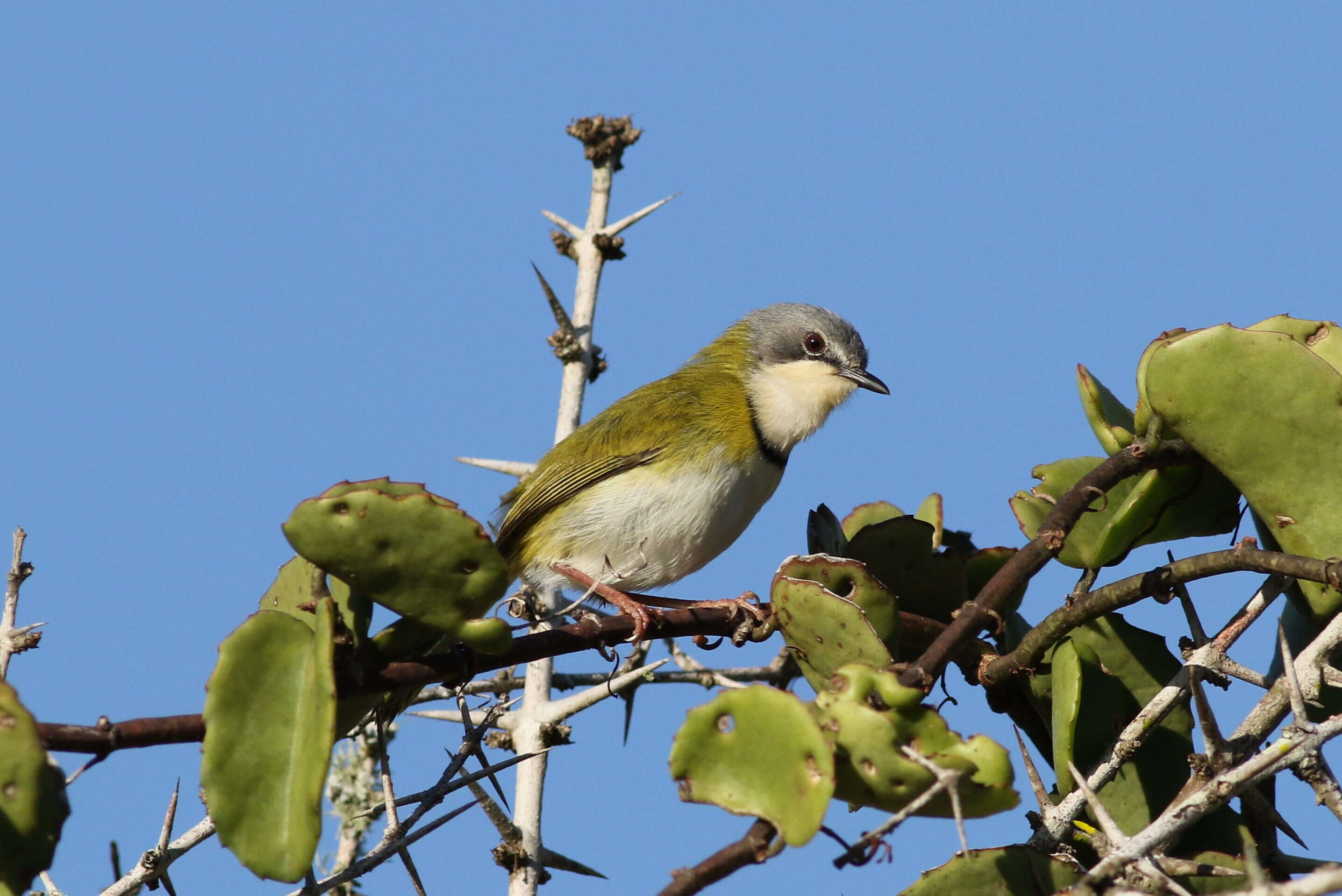 Image of Apalis Swainson 1833