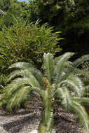 Image of Lepidozamia peroffskyana Regel