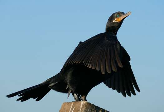 Image of neotropic cormorant